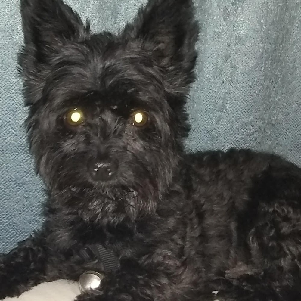 Meet your Posher, Paladin